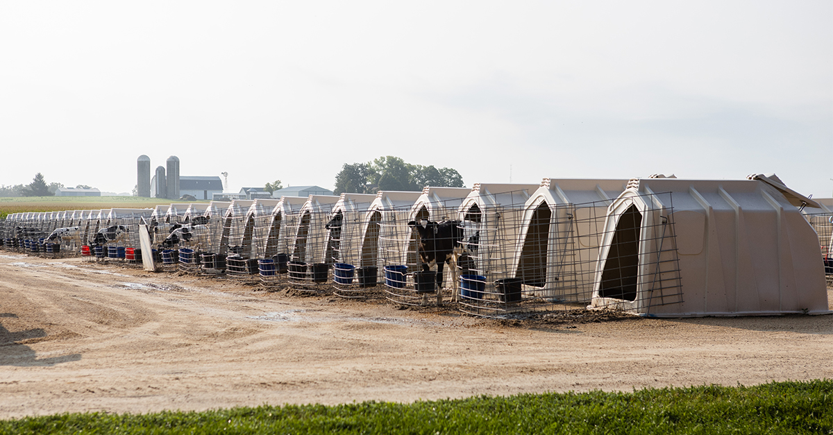 Preparing Your Calf Hutch Site Dairy Herd